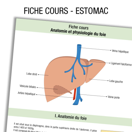 Fiche IDE Anatomie estomac Cours 