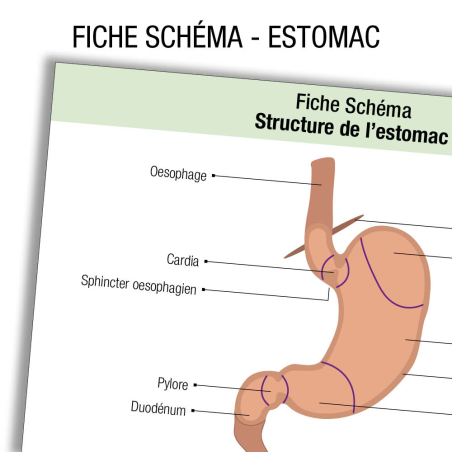 Fioche IDE Anatomie oreille Schema