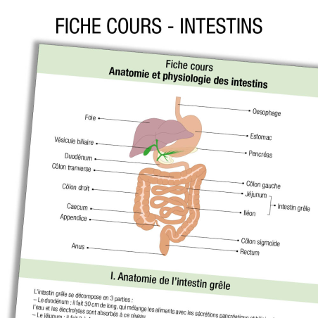 Fiche IDE Anatomie Intestin Cours