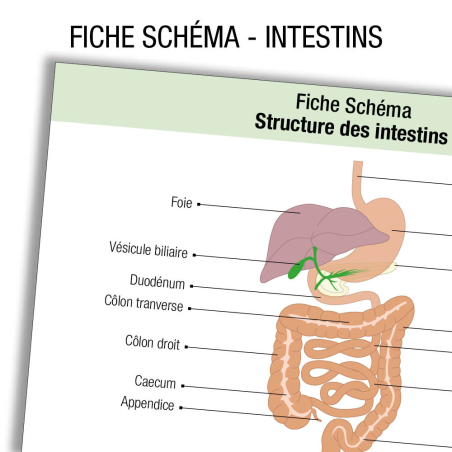 Fioche IDE Anatomie Intestin Schema