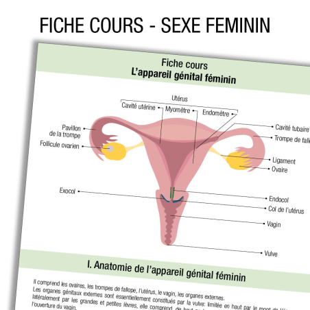 Anatomie Apparariel urinaire Femme Cours 
