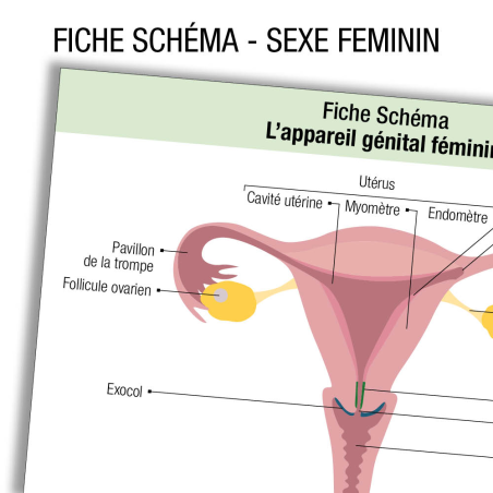 Anatomie Apparariel urinaire Femme Schema  