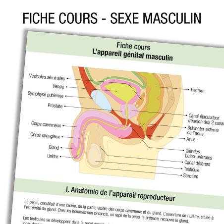 Anatomie Apparariel urinaire Homme Cours      
