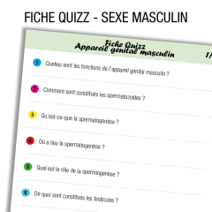 Anatomie Apparariel urinaire Homme Quiz       