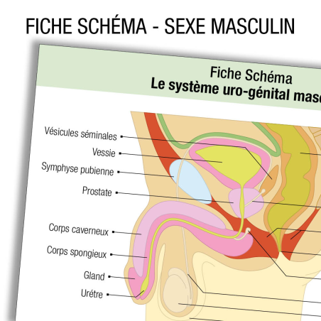 Fiche révision IFSI IDE Anatomie Apparariel urinaire Homme Schema