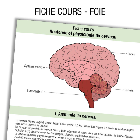 Anatomie Foie Cours       