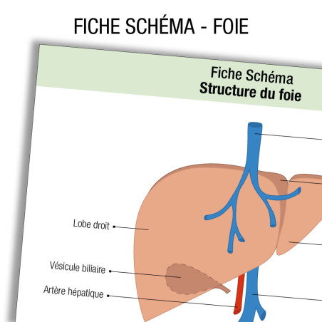 Anatomie Foie Schema            