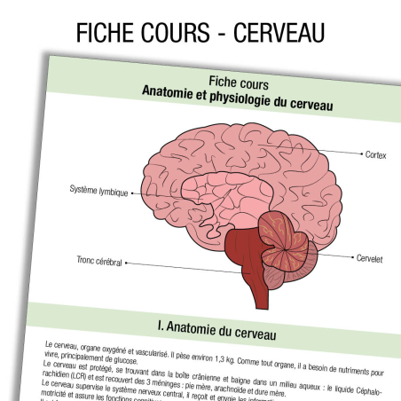 Anatomie Cerveau Cours                        