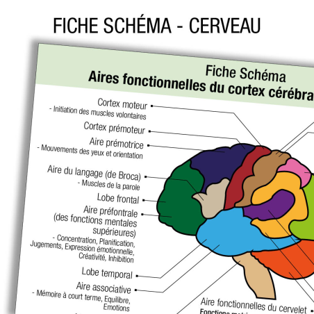 Anatomie Cerveau Schema          