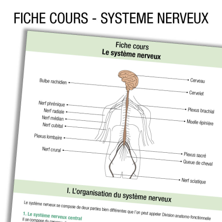 Anatomie Systeme nerveux Cours         