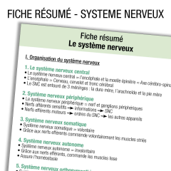Anatomie Systeme nerveux Résumé        