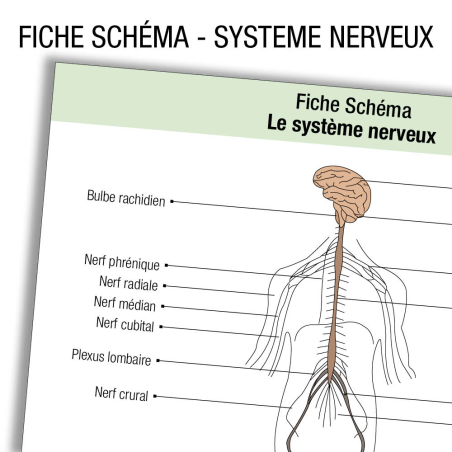 Anatomie Systeme nerveux Schema   