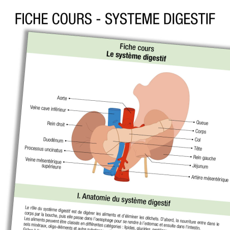 Anatomie Système digestif Cours   