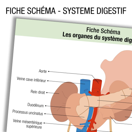 Anatomie Système digestif Schema    