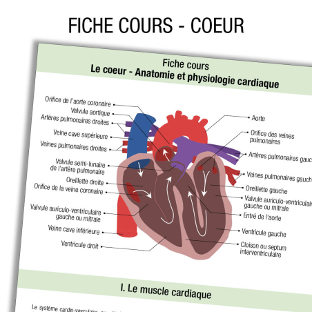 Anatomie Coeur Cours                   