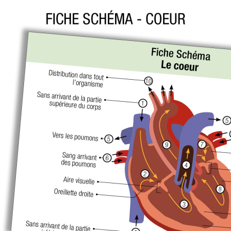 Anatomie Coeur Schema            