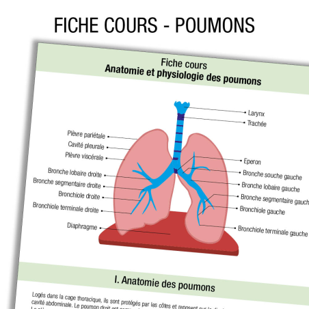 Anatomie Poumon Cours                 