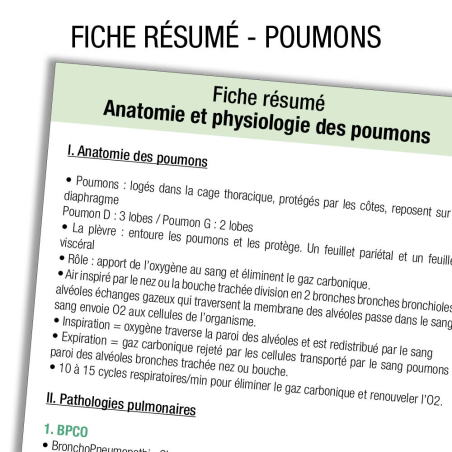 Anatomie Poumon Résumé