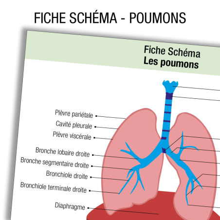 Anatomie Poumon Schema         