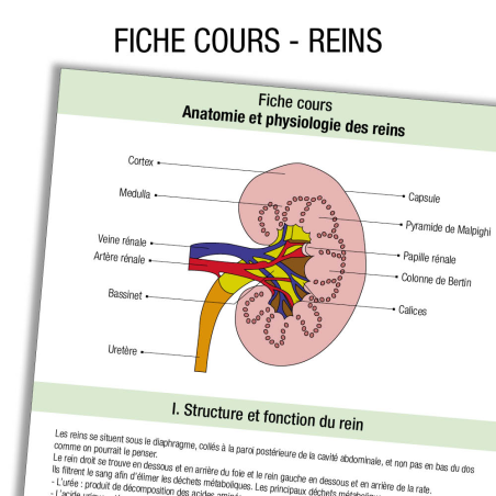 Anatomie Rein Cours              