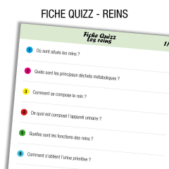 Anatomie rein Quiz                      