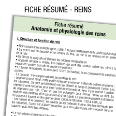 Anatomie rein Résumé            
