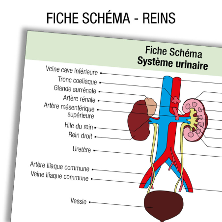Anatomie Rein Schema            