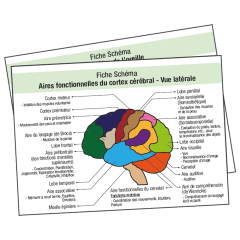 Fiche IDE Pack fiche anaotmie Cerveau Squelette Oeil        