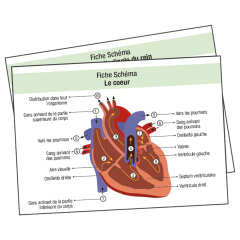 Pack Fiche IDE ANATOMIE Couer reins Poumons