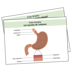 Fiche révision IFSI IDE Anatomie Apparariel urinaire Homme Schema