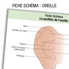 Fioche IDE Anatomie oreille Schema