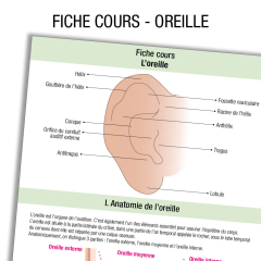 Fiche IDE Anatomie oreille Cours