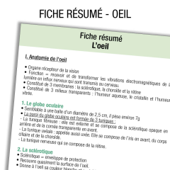 Anatomie Œil Résumé